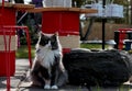 A beautiful norwegian forest cat female in garden terrace Royalty Free Stock Photo