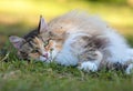 Beautiful norwegian forest cat female resting on grass Royalty Free Stock Photo