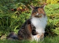 A beautiful norwegian forest cat female Royalty Free Stock Photo