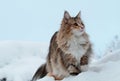 A beautiful norwegian forest cat female sitting in snow Royalty Free Stock Photo