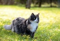 A beautiful norwegian forest cat female standing in the middle of a meadow