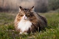 Beautiful grumpy norwegian forest cat lying on the grass