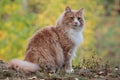 A beautiful norwegian forest cat male in forest