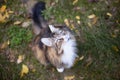 Beautiful Norwegian forest cat sitting in a meadow seen from above