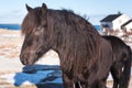 Beautiful norwegian horse, breed Dole Gudbrandsdal on a farm, winter Lofoten, Norway Royalty Free Stock Photo