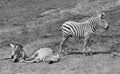 Pretty black and white zebras