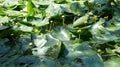 Beautiful,not revealled water lilies in pond. Royalty Free Stock Photo