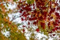 Beautiful november autumn red maple leaves foreground with yellow and green blurred bokeh background, Kyoto Royalty Free Stock Photo