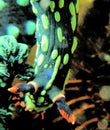 Nudi with green colour and orange horn