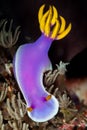 beautiful nudibranch Royalty Free Stock Photo