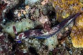 Beautiful Nudibranch Searching for Tunicates to Eat Royalty Free Stock Photo