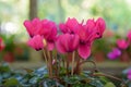 Beautiful numerous bright flowers of pink tuberous byclamen in g