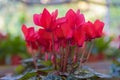 Beautiful numerous bright flowers of pink tuberous byclamen in g