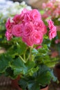 Beautiful numerous bright flowers of pink tuberous byclamen in g