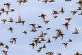 Beautiful numerous flock of starlings birds rapidly waving their feathers and wings and flying against the blue clear sky