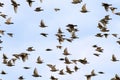 Beautiful numerous flock of starlings birds rapidly waving their feathers and wings and flying against the blue clear sky Royalty Free Stock Photo