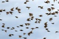 Beautiful numerous flock of starlings birds rapidly waving their feathers and wings and flying against the blue sky