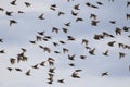 Beautiful numerous flock of starlings birds rapidly waving their feathers and wings and flying against the bright blue sky Royalty Free Stock Photo