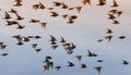 Beautiful numerous flock of starlings birds rapidly waving their feathers and wings and flying against the bright sunset sky