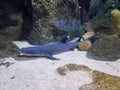 Nurse shark in aquarium Royalty Free Stock Photo