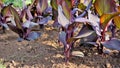 Beautiful nursery garden of Canna indica or lily