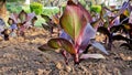 Beautiful nursery garden of Canna indica or lily