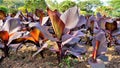 Beautiful nursery garden of Canna indica or lily