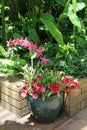 Beautiful nursery garden filled with potted exotic orchids Royalty Free Stock Photo