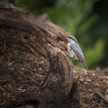 Beautiful Nuthatch bird Sitta Sittidae on tree stump in forest l Royalty Free Stock Photo