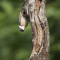 Beautiful Nuthatch bird Sitta Sittidae on tree stump in forest l Royalty Free Stock Photo