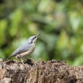 Beautiful Nuthatch bird Sitta Sittidae on tree stump in forest l Royalty Free Stock Photo