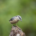 Beautiful Nuthatch bird Sitta Sittidae on tree stump in forest l Royalty Free Stock Photo