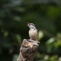 Beautiful Nuthatch bird Sitta Sittidae on tree stump in forest l Royalty Free Stock Photo