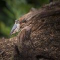 Beautiful Nuthatch bird Sitta Sittidae on tree stump in forest l Royalty Free Stock Photo