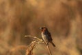 a beautiful nutmeg mannikin or scaly breasted munia or spice finch (lonchura punctulata) perching on a branch Royalty Free Stock Photo