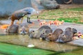 Beautiful nutria eating apples