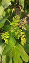 Beautiful nutrious green moringa leaves