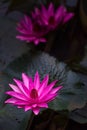 Nymphaea pubescens - Pink Water Lily blooming at pond