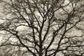 Beautiful oak against the sky