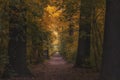 Beautiful oak alley in autumn park, forest or grove at sunset. Baum Grove in Almaty city in Kazakhstan