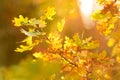 Beautiful oak leaves on a tree branch on bright autumn day