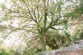 Beautiful oak at sunset. Big oak in ivy. sunlight falls through the branches of the oak tree. Royalty Free Stock Photo