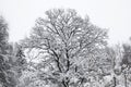 Beautiful oak tree covered with snow. Winter forest Royalty Free Stock Photo