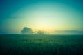 A beautiful oak tree in the distance through the mist in summer morning. Royalty Free Stock Photo