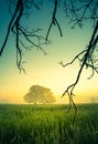 A beautiful oak tree in the distance through the mist in summer morning. Royalty Free Stock Photo