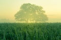 A beautiful oak tree in the distance through the mist in summer morning. Royalty Free Stock Photo