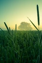 A beautiful oak tree in the distance through the mist in summer morning. Royalty Free Stock Photo