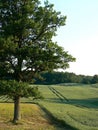 A beautiful oak tree at the edge of a field with a wheat field and forest. Royalty Free Stock Photo