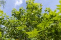 beautiful oak tree foliage with green foliage Royalty Free Stock Photo