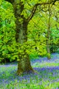 Beautiful oak tree in the forest with bluebells meadow Royalty Free Stock Photo